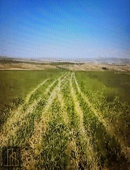 Kırşehir Kaman Yatırımlık Tek Tapu Takasa Uygun Tarla