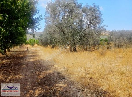 İznik Boyalıça Kılıçla Zeytin Bahcesi 1800 M2