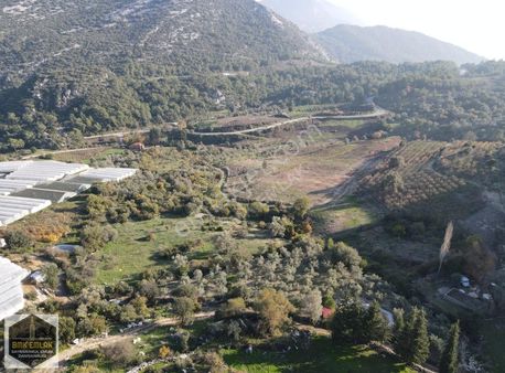 Bmk Emlaktan Antalya Kumluca Yeşilköyde Satılık Zeytin Bahçesi