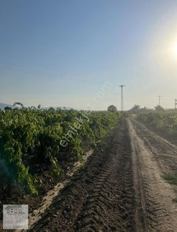 Manisa Merkeze Yakın Küçük Parsel Bağ