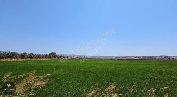Çanakkale Biga Satılık 6000 M2 Tarla