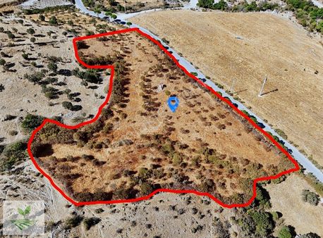 Bergama Avunduruk Satılık 8.758 M2 Asfalt Cepheli Zeytinlik