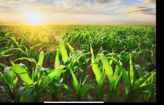 Yazıbeylide Güzel Konumda Tarla