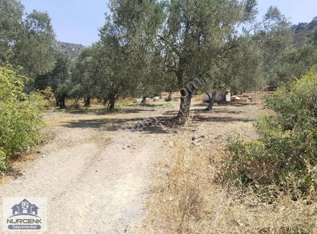 Burhaniye Sübeylidere Köyünde Satılık Zeytinlik