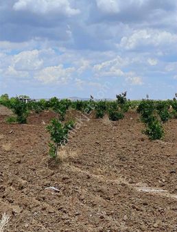 Suat Kılıç Tan Pınarbaşı 12 Dönüm 1 Rer Dönüm Halinde Satılır