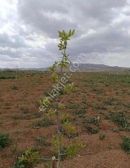 Suat Kılıç Tan Yarımtepe 8 Dönüm Zeytin Fıstık Bahçesi