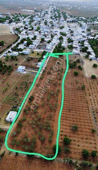 Suat Kılıç Tan 8 Dönüm Fıstık Bahçesi