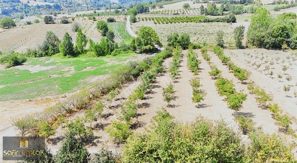 İnegöl Maden Köyünde Satılık Ceviz Bahçesi