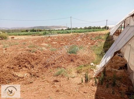 Falcon Dan Eşen De Fırsat Tarla