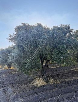 Dostlardan Bekirler Girişinde Satılık Zeytinlik