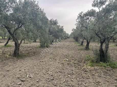 Dostlardan Zeytinliovada Satılık Domat Bahçesi