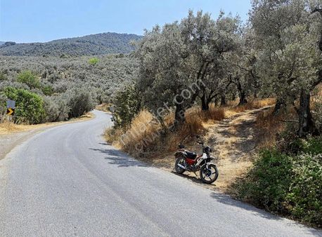 Bakmadan Geçme Göl Manzaralı Asfalt Kıyısı 954 M2 Zeytinlik