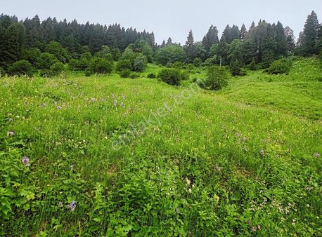 61 Nostalji Emlak'tan Satılık Arsa Maçka Hamiköyde