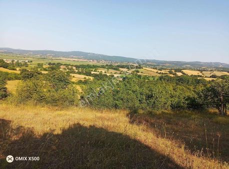 Türkbakacak Satılık Bağlık