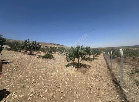 Bageviahmetşekergayrımenkulden