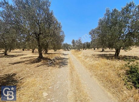 Aliağa Şakran'da Fırsat Satılık Tarla