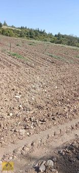 Honaz Yokuşbaşında 5000m2 Hazır Dikili Zeytinlik