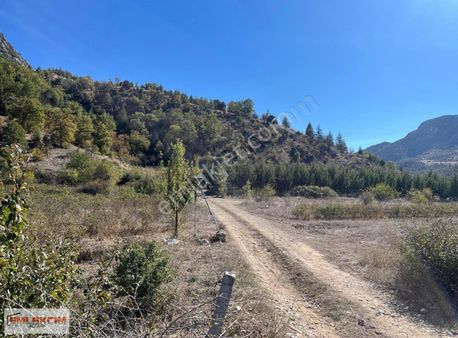 Eğirdir Sorkuncak Da 3.000 M2 Satılık Gül Bahçesi