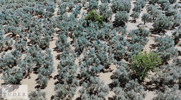 Mudanya Talatbey'de Deniz Manzaralı 2.132 M² Zeytinlik Vasıflı