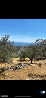 Balıkesir Edremit Arıtaş'ta Yatırımlık Satılık Zeytinlik