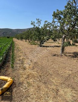 Selçuk Yoluna Yakın Akçaşehir'de 5524m2 İncir Ve Zeytin Bahçesi