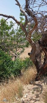 Binevler Turyapdan Derelide Satılık 3650 Metrekare Bağ Yeri