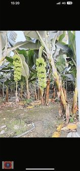 İmar Dan Kazanlıds Arazi Fiyatına Tam Teşekküllü Yüksek Muz Sera