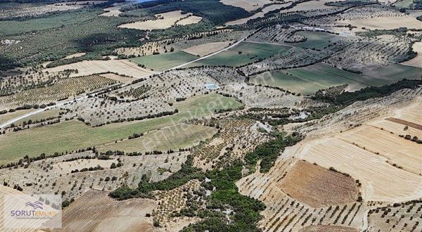 Yeşilköy Devren Satılık 105 Dönüm Ceviz Bahçesi