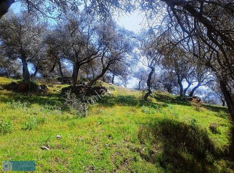 İzmir Bayındır Keçili'de 5400 M2 Zeytinlik