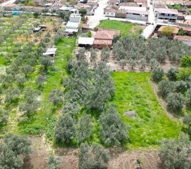 İzmir'in Bergama Bölcek Mahallesinde 592m²satılık Zeytinlik