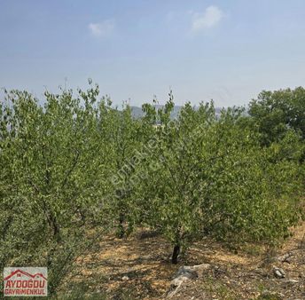 Aydoğdu Gayrimenkulden Camilide Satılık Bahçe