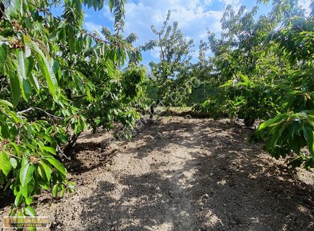 Araç Takaslı Yatırım Fırsatı