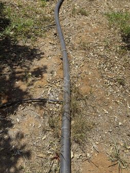 İmara Yakın Limon Bahçesi