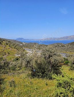 Bafa Gölü Manzaralı Zeytinlik