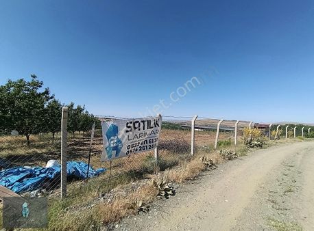 Lg'den Pulutlu Köyünde Hayvancılığa Uygun 12 Dönüm Cevizarazi