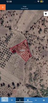 Mega Emlaktan Koyuneli Mah Satılık Zeytinli Tarla