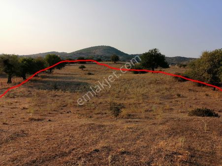 Sındırgı İlçe Merkezine 2.5 Yakınında Satılık Tarla