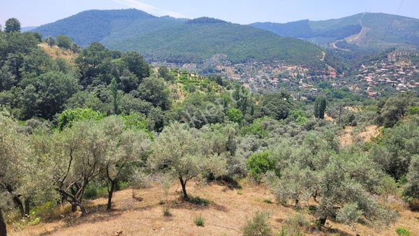 Ödemiş'te Zeytinlik Fırsatı 🌿