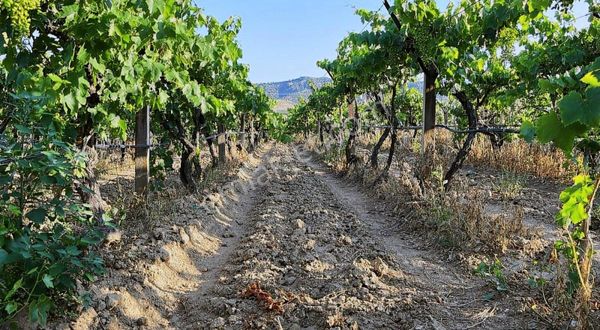 Belenyaka Mevki Satılık Bağ