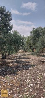 Mayadan Gyo Dan Gebeçınar Köyünde 2375m2 Satılık Arsa