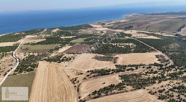 Şarköy Kocaali Mahallesı'nde Yaz Kış Gıdılebılır Tarla