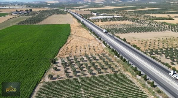 Pınarcıkta Asfalta 2.315m2 Satılık Zeytinlik