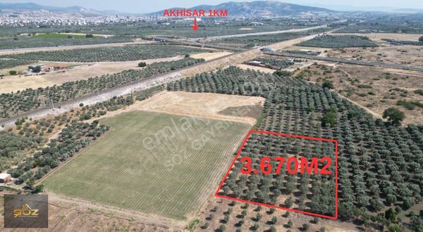 Dayıoğlu Mh. Merkeze Yakın 3.670m2 Satılık Zeytinlik