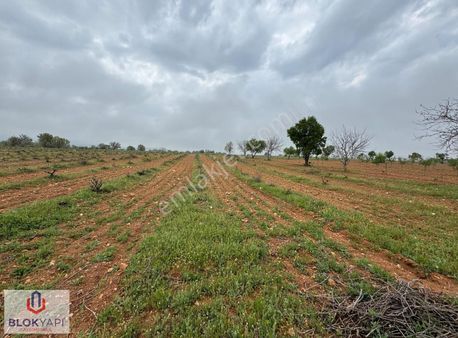 Blokyapı Gayrimenkul'den Bekilli'de 36.225 M2 Satılık Tarla
