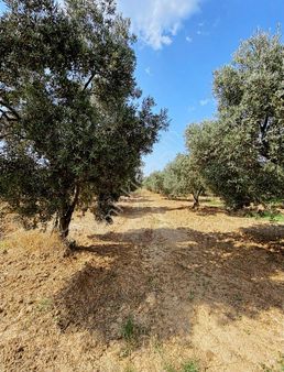 Emrah Emlaktan Hasköy Mahallesinde Satılık Zeytinlik