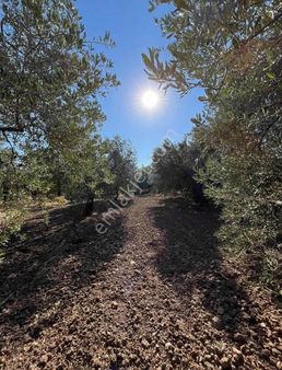 Emrah Emlaktan Bekirler Mah Satılık Zeytinlik