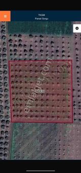 Emrah Emlaktan Kapaklı Mahallesinde Satılık Zeytinlik