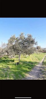 Emrah Emlak Tan Doğuca Mah Satılık Zeytinlik