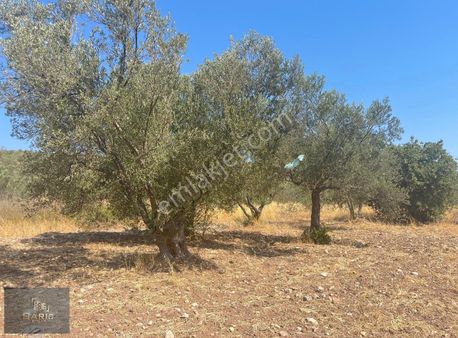 Çanakkale Ezine Gökçebayır Köyünde Satılık Fırsat Zeytinlik