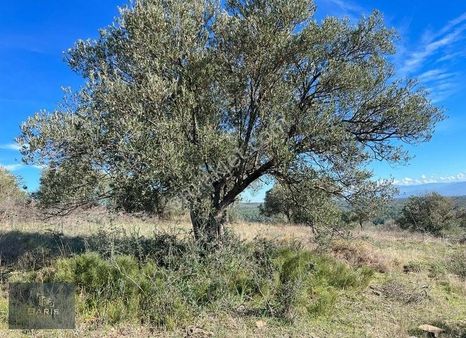 Çanakkale Ezine Akköy'de Satılık Büyük Zeytinlik